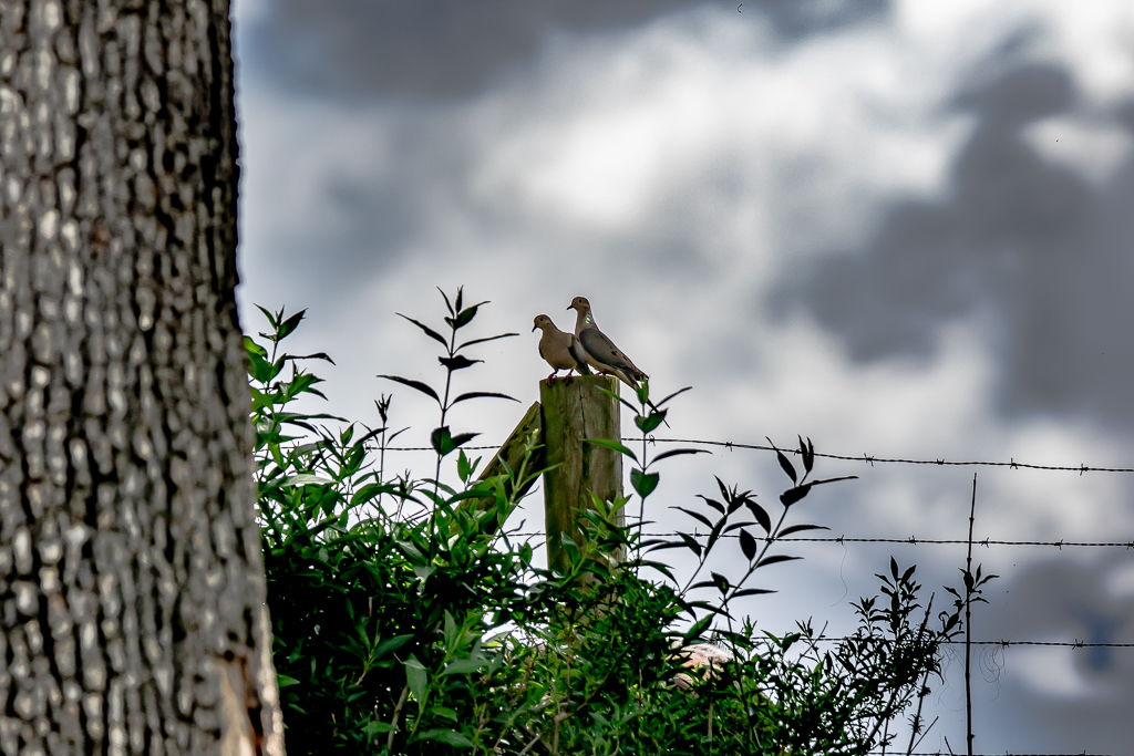 Backyard Birds NH-1904.jpg